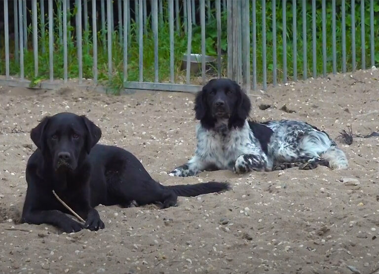 Marcel's Doggy Farm Bodegraven Reeuwijk