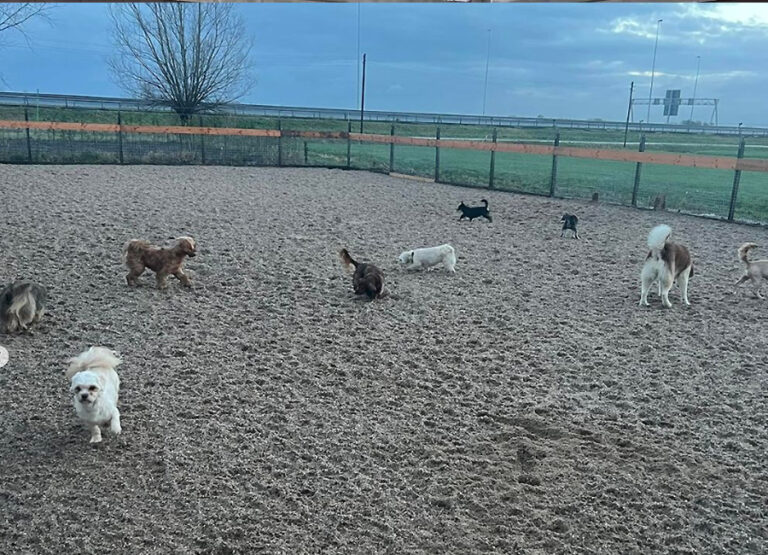 Marcel's Doggy Farm Bodegraven Reeuwijk