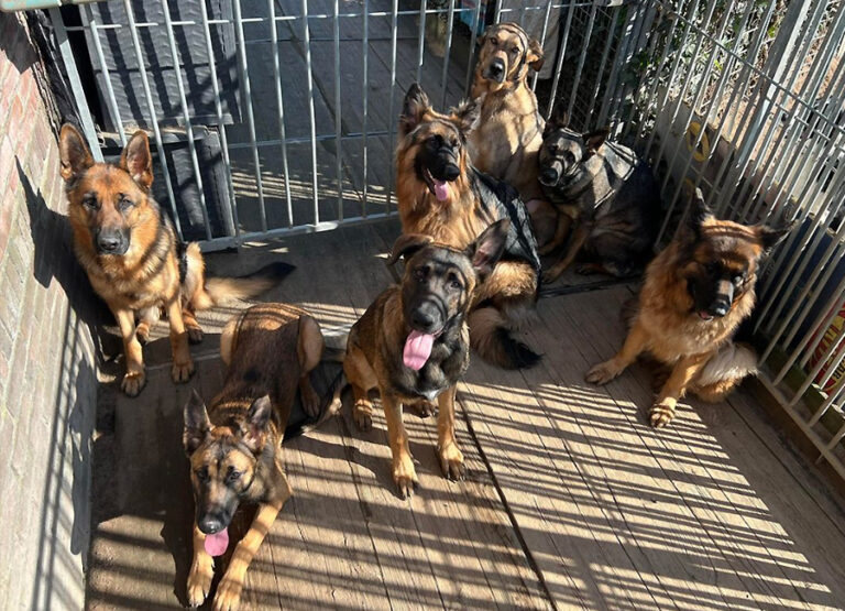 Marcel's Doggy Farm Bodegraven Reeuwijk