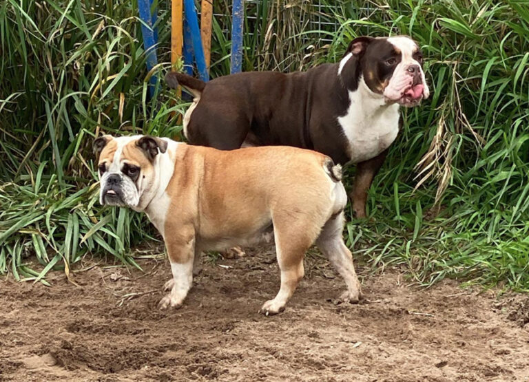Marcel's Doggy Farm Bodegraven Reeuwijk