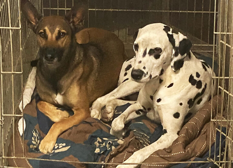 Marcel's Doggy Farm Bodegraven Reeuwijk