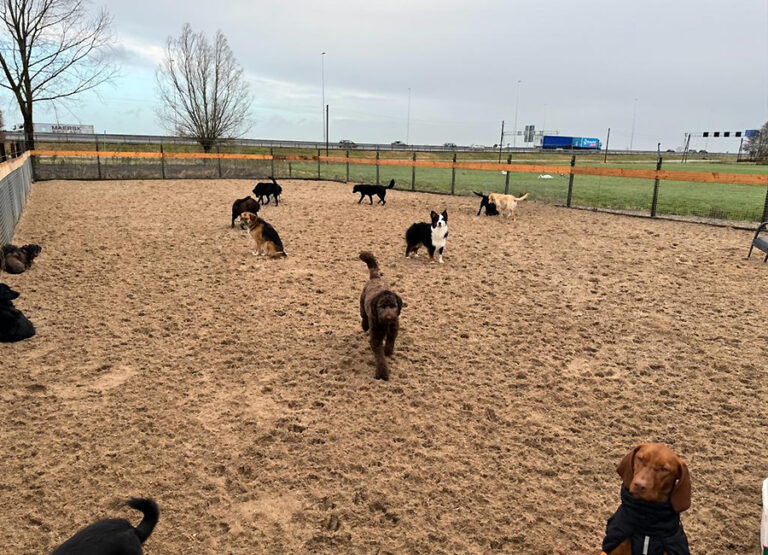 Marcel's Doggy Farm Bodegraven Reeuwijk