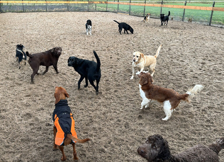 Marcel's Doggy Farm Bodegraven Reeuwijk
