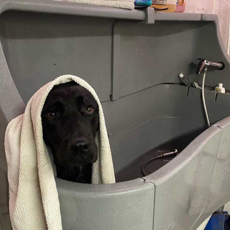 Marcel's Doggy Farm Bodegraven Reeuwijk