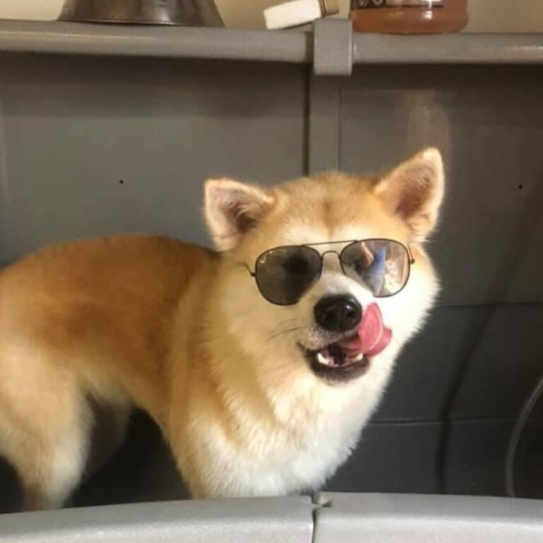 Marcel's Doggy Farm Bodegraven Reeuwijk