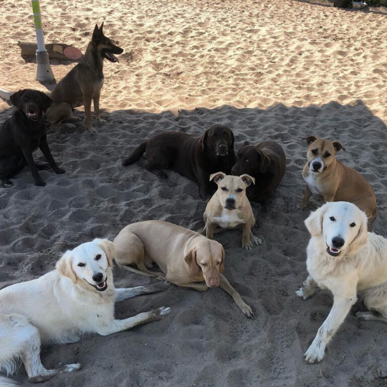 Marcel's Doggy Farm Bodegraven Reeuwijk