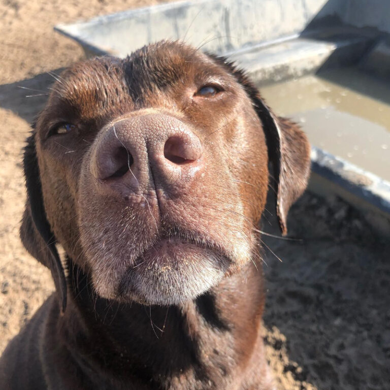 Marcel's Doggy Farm Bodegraven Reeuwijk