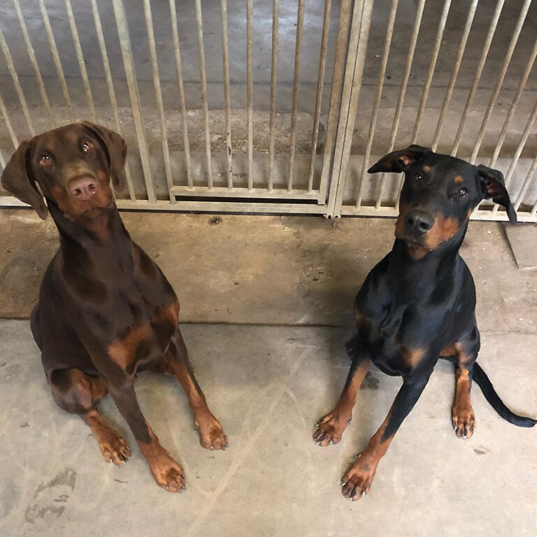 Marcel's Doggy Farm Bodegraven Reeuwijk