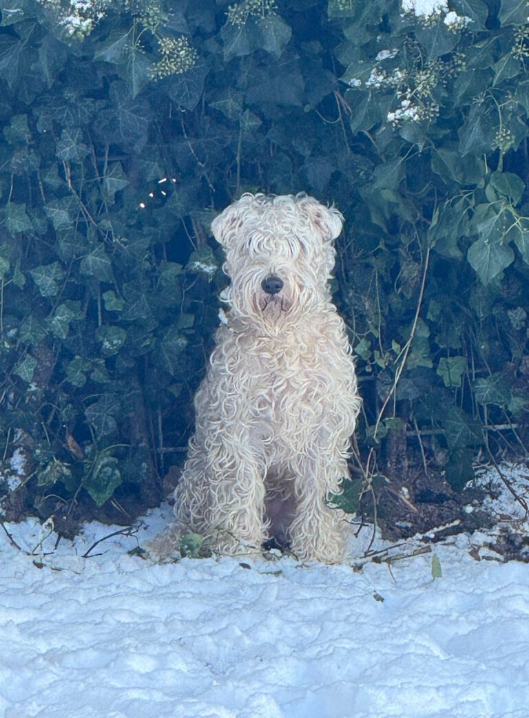 Winter 2026 Marcel's Doggyfarm