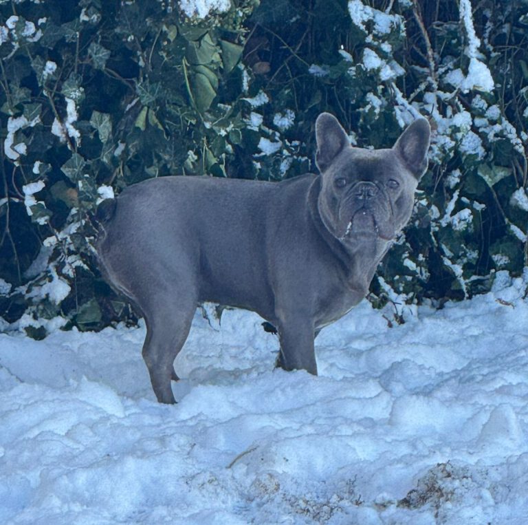 Winter 2026 Marcel's Doggyfarm