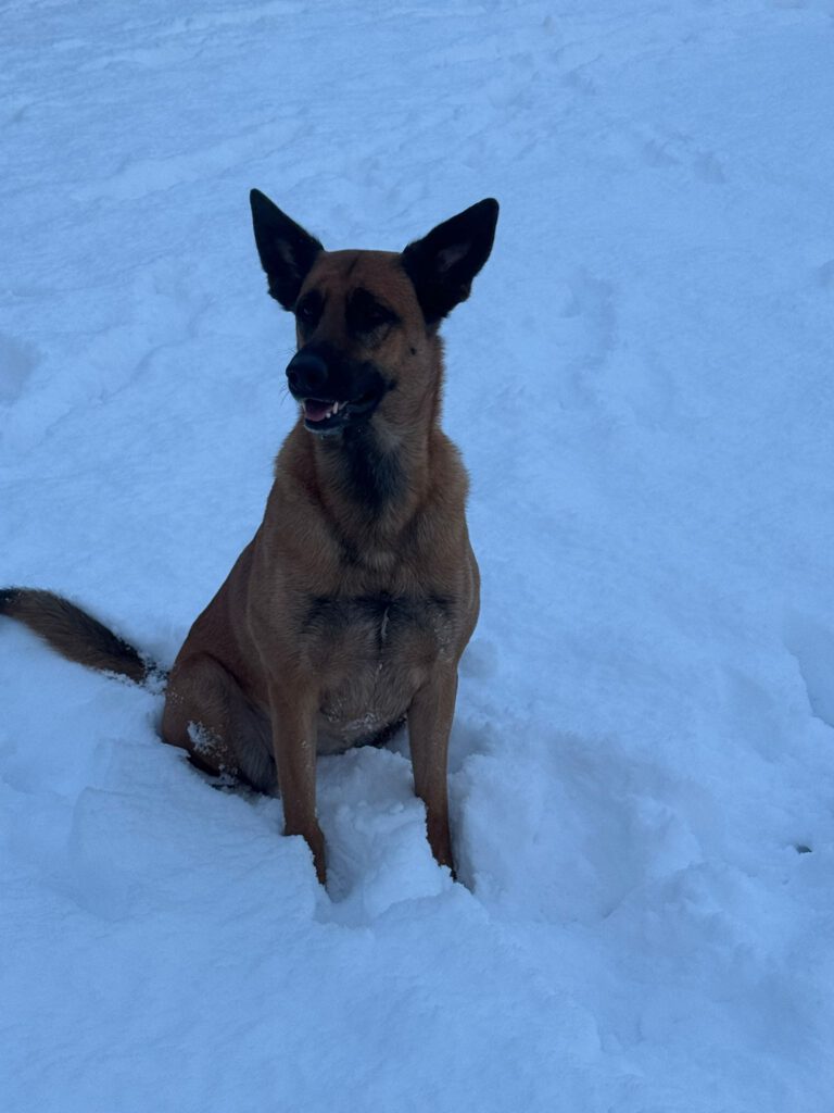 Winter 2026 Marcel's Doggyfarm